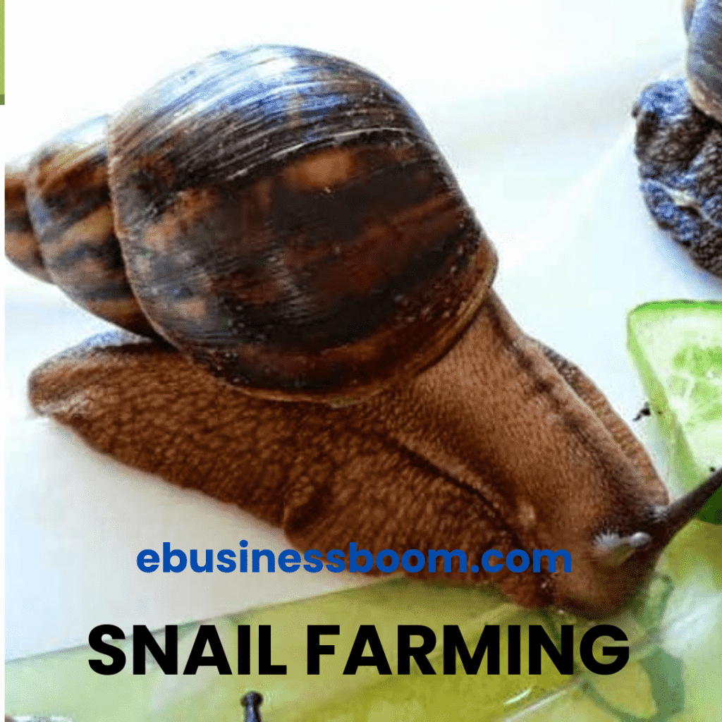 Snail farming